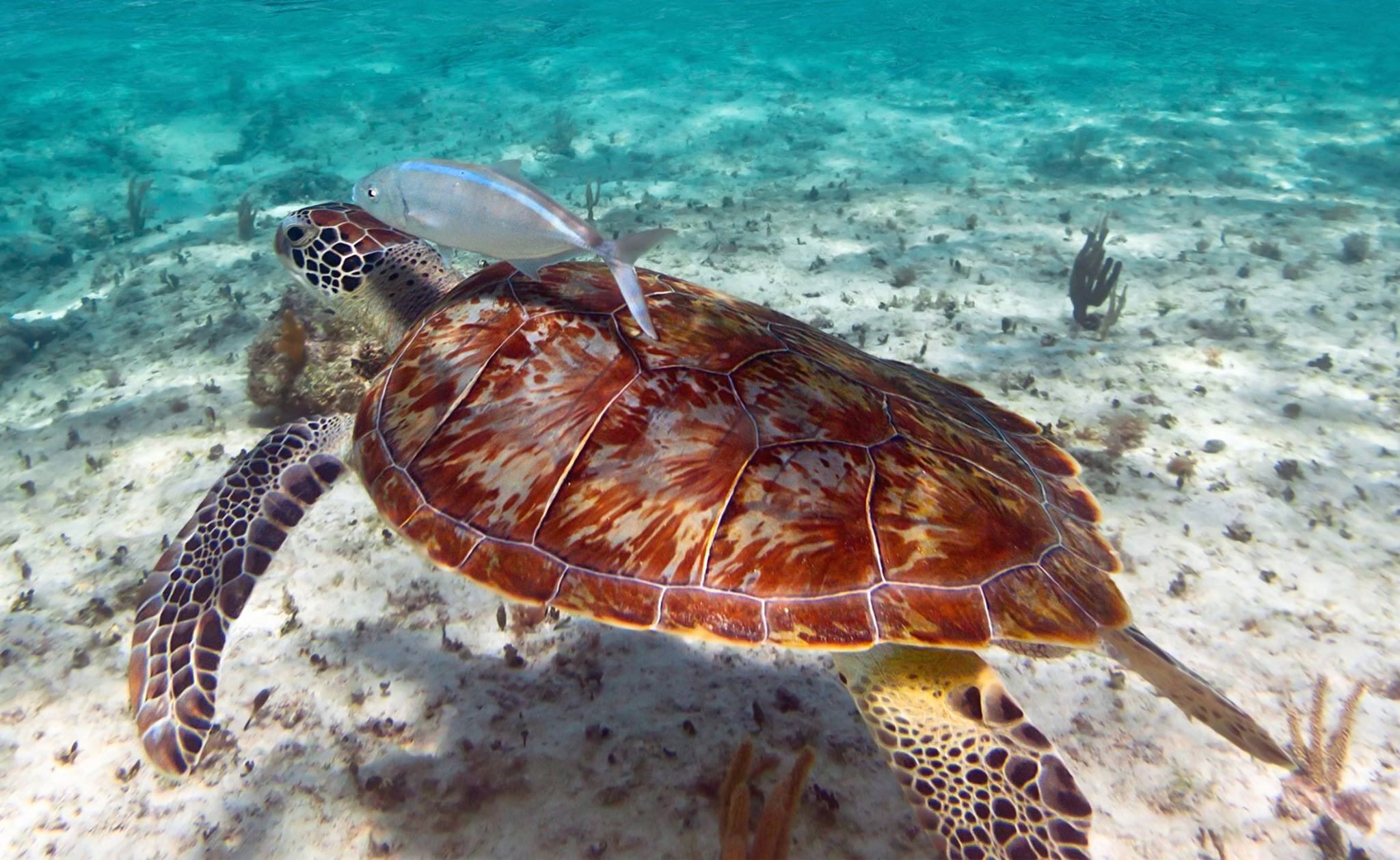 sea turtle