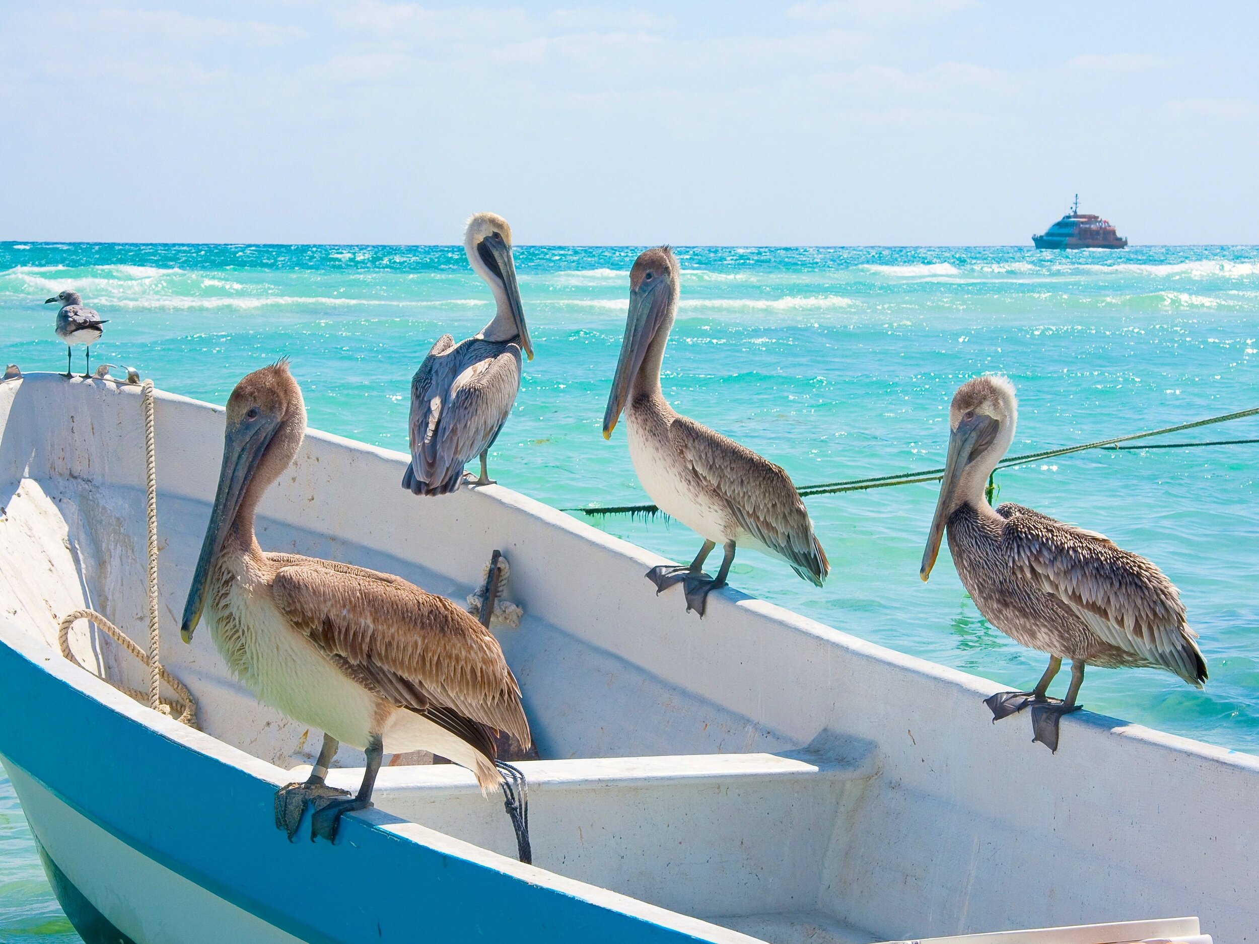 Birds on boat